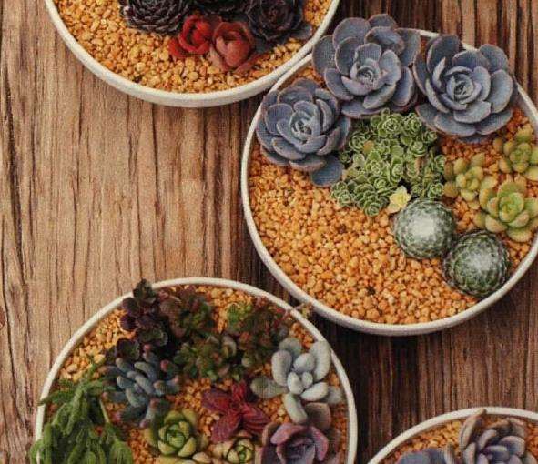 让后期养护更便利的多肉组盆搭配