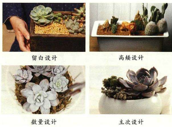 让后期养护更便利的多肉组盆搭配