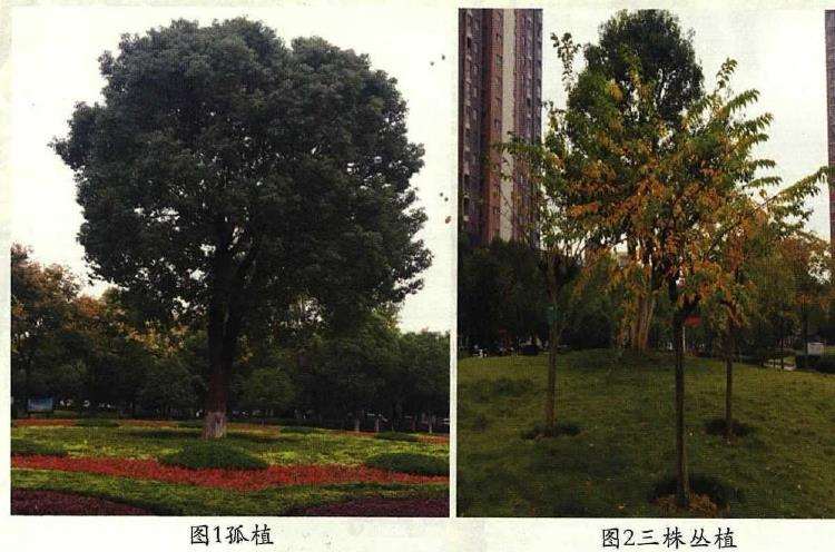 浅谈城市广场园林植物的配置应用