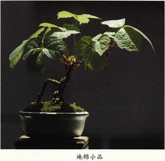 爬山虎怎么制作微型盆景