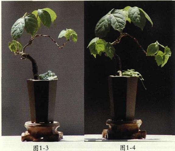 爬山虎怎么制作微型盆景