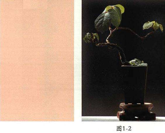 爬山虎怎么制作微型盆景