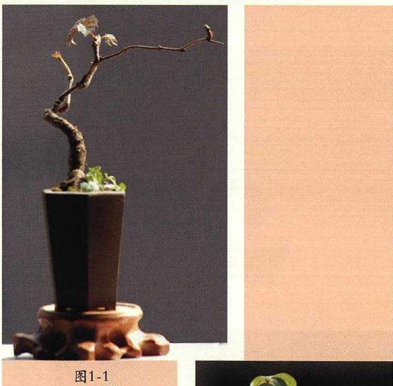 爬山虎怎么制作微型盆景