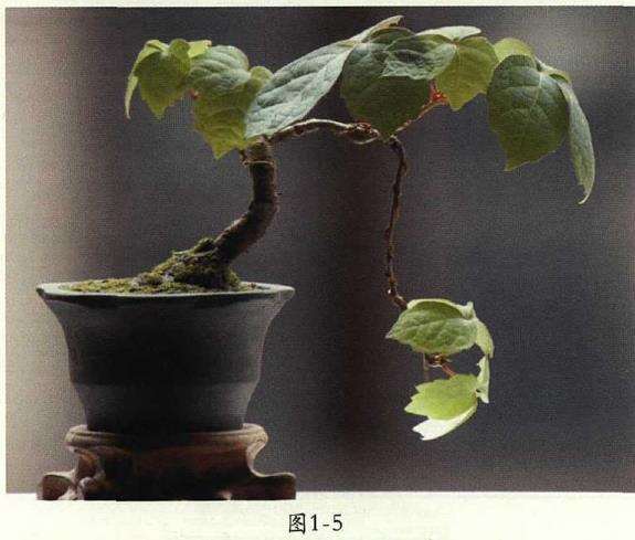 图解 爬山虎怎么制作微型盆景的7个方法