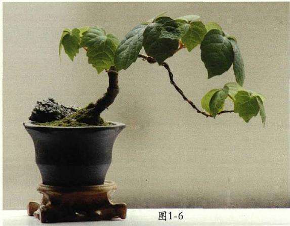 图解 爬山虎怎么制作微型盆景的7个方法