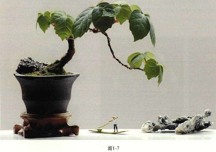 图解 爬山虎怎么制作微型盆景的7个方法