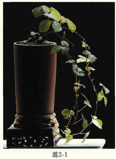 小品地锦盆景怎么换盆