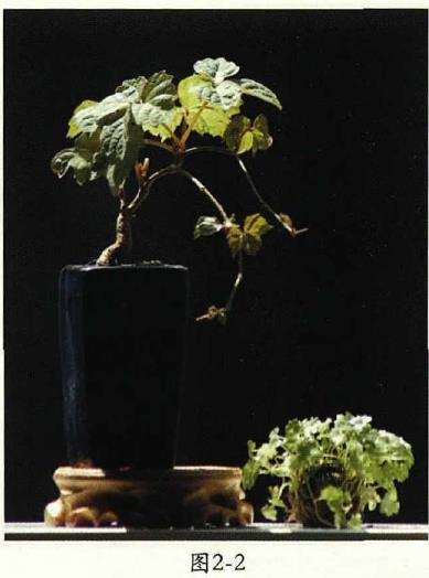 小品地锦盆景怎么换盆