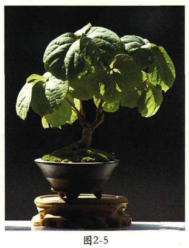 小品地锦盆景怎么换盆