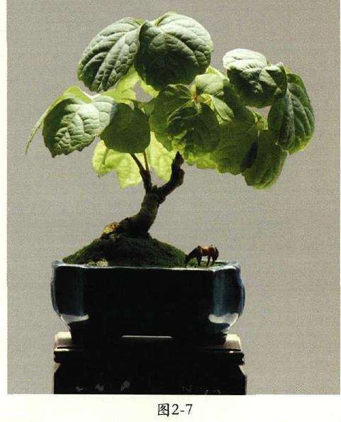 小品地锦盆景怎么换盆