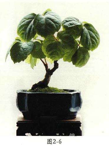 小品地锦盆景怎么换盆