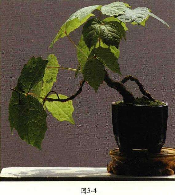 春天地锦盆景怎么翻盆的4个步骤 图片