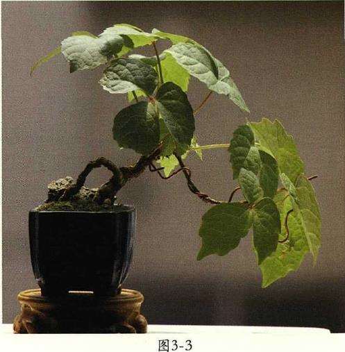 春天地锦盆景怎么翻盆的4个步骤 图片