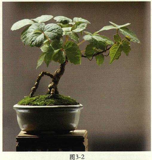 春天地锦盆景怎么翻盆的4个步骤 图片