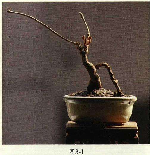 春天地锦盆景怎么翻盆的4个步骤 图片