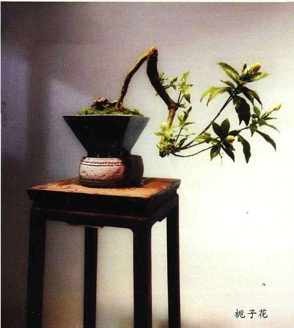 古往今来 养花爱花之人不甚枚数 图片