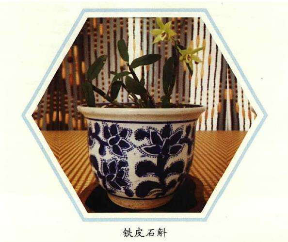 古往今来 养花爱花之人不甚枚数 图片