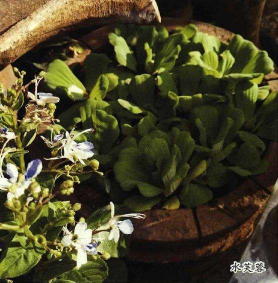 古往今来 养花爱花之人不甚枚数 图片