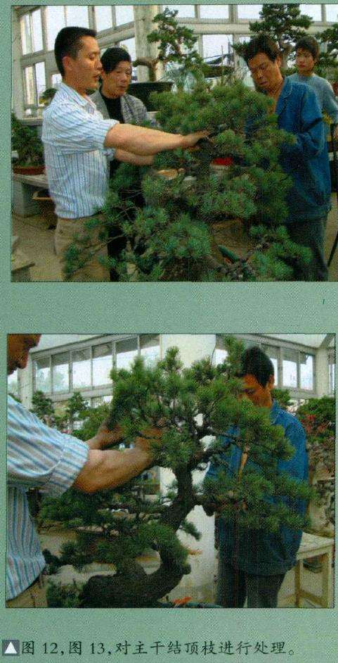 图解 五针松盆景怎么制作的16个过程