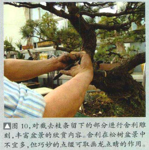 图解 五针松盆景怎么制作的16个过程