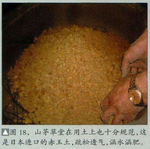 图解 五针松盆景怎么制作的16个过程