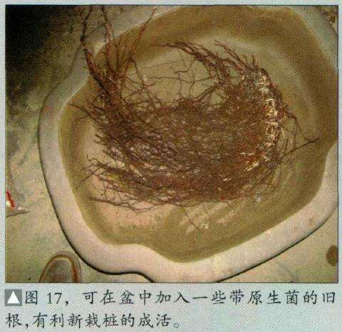 图解 五针松盆景怎么制作的16个过程