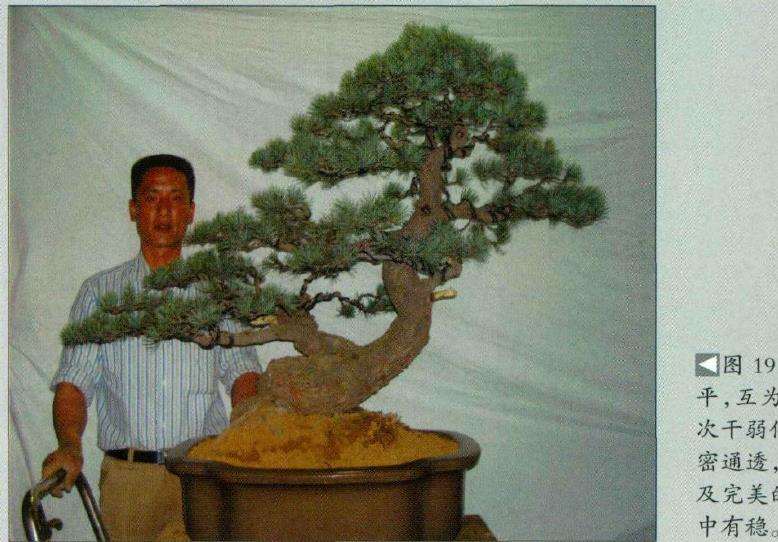 图解 五针松盆景怎么制作的16个过程