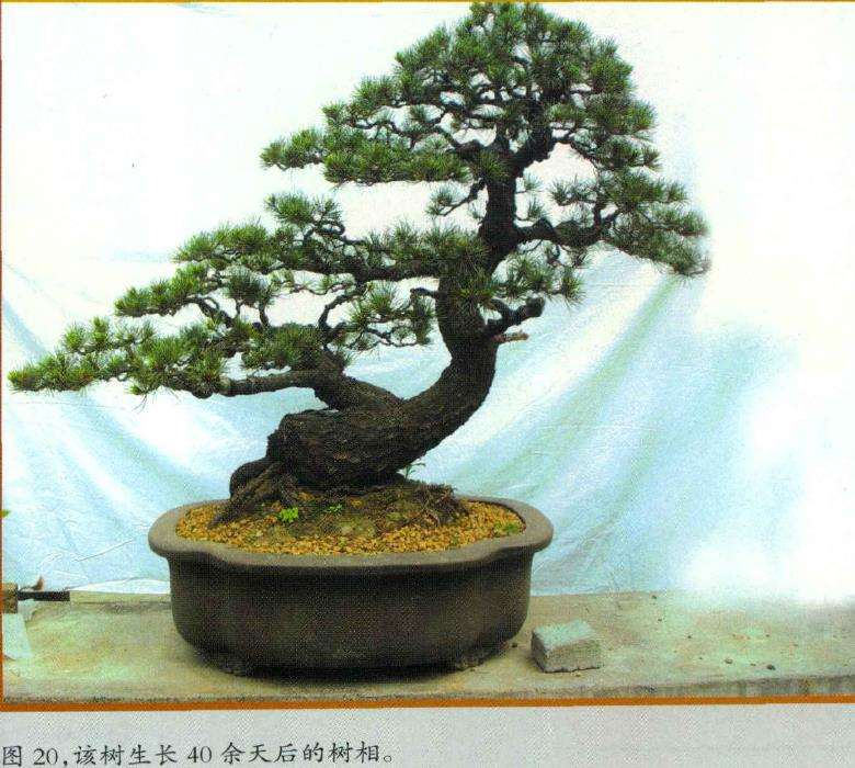 图解 五针松盆景怎么制作的16个过程
