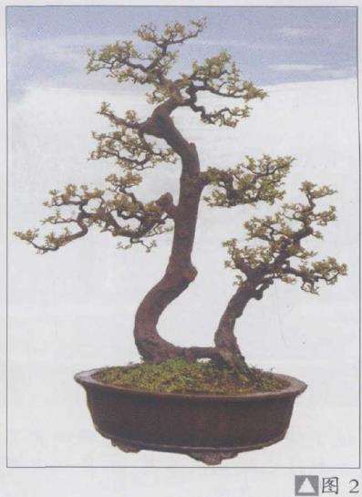 雀梅盆景怎么创作的方法 4个图片