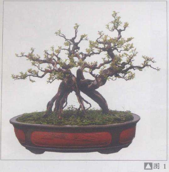 雀梅盆景怎么创作的方法 4个图片
