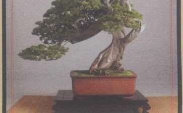 2009 宝盛盆景园藏品喜获WBFF大奖