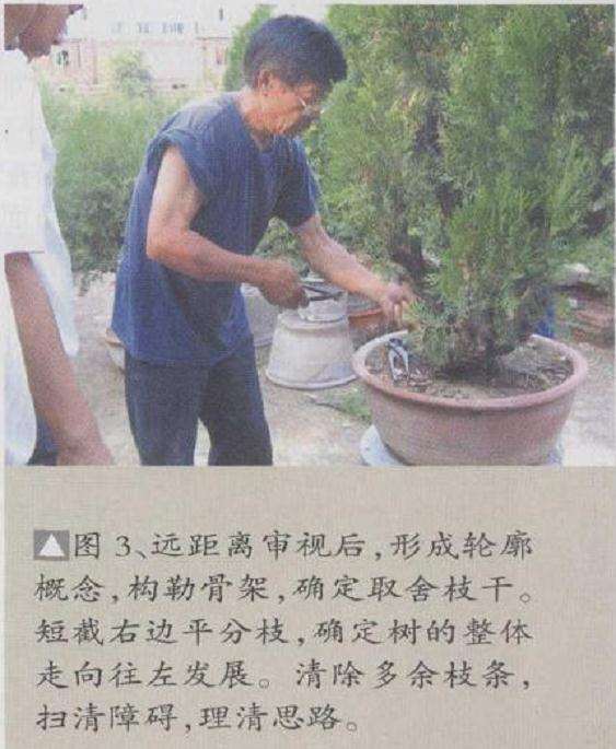 侧柏盆景怎么制作的6个过程