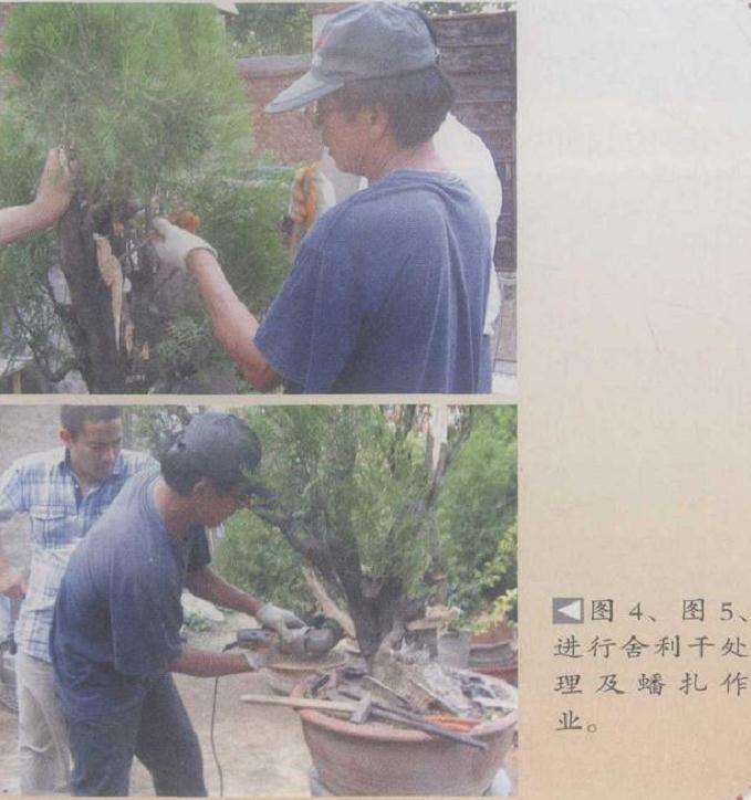 图解 侧柏盆景怎么制作的6个过程