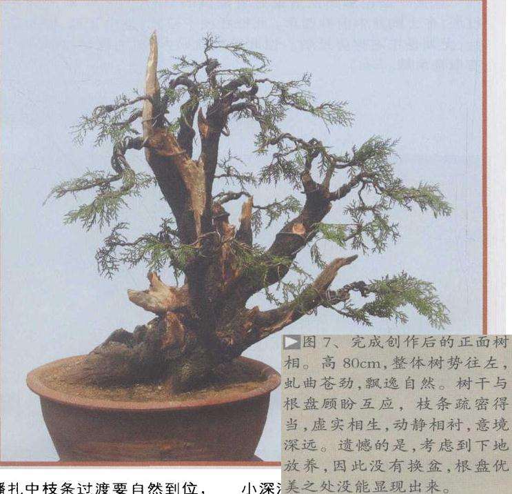 侧柏盆景怎么制作的6个过程