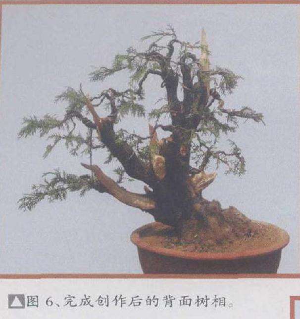 侧柏盆景怎么制作的6个过程