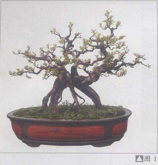 侧柏盆景怎么制作的6个过程