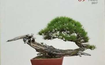 永远的老师-《花木盆景》杂志