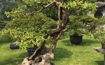 韦金笙盆景的愤慨与立志 图片