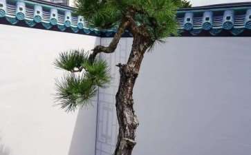 2009年 祟阳第八届花木盆景展