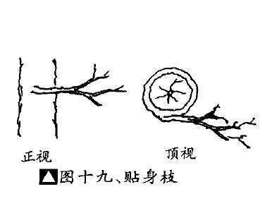 图解 盆景不良枝的5个形态是什么