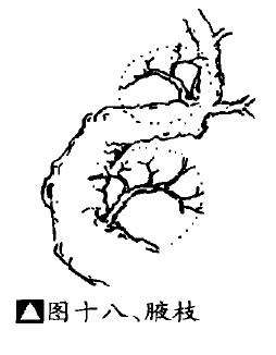 图解 盆景不良枝的5个形态是什么