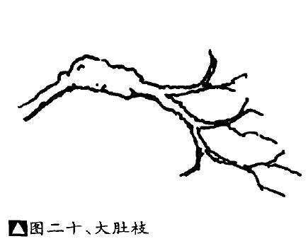 图解 盆景不良枝的5个形态是什么