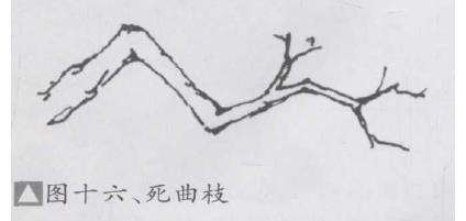 图解 盆景不良枝的5个形态是什么