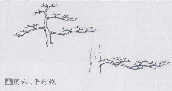 盆景优良枝的10个形态是什么