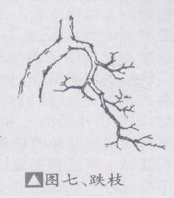 盆景优良枝的10个形态是什么