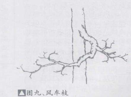 图解 盆景优良枝的10个形态是什么