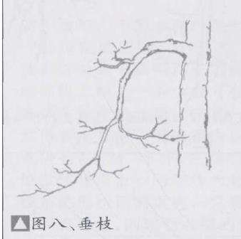 盆景优良枝的10个形态是什么
