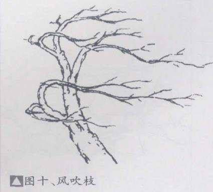 图解 盆景优良枝的10个形态是什么