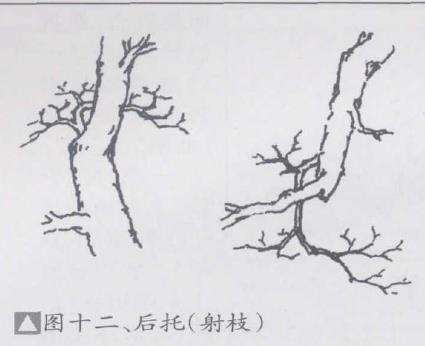 图解 盆景优良枝的10个形态是什么