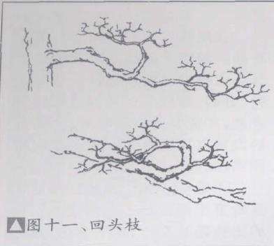 图解 盆景优良枝的10个形态是什么